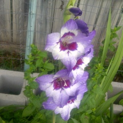 Plants