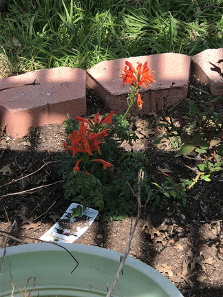 IMG 3075